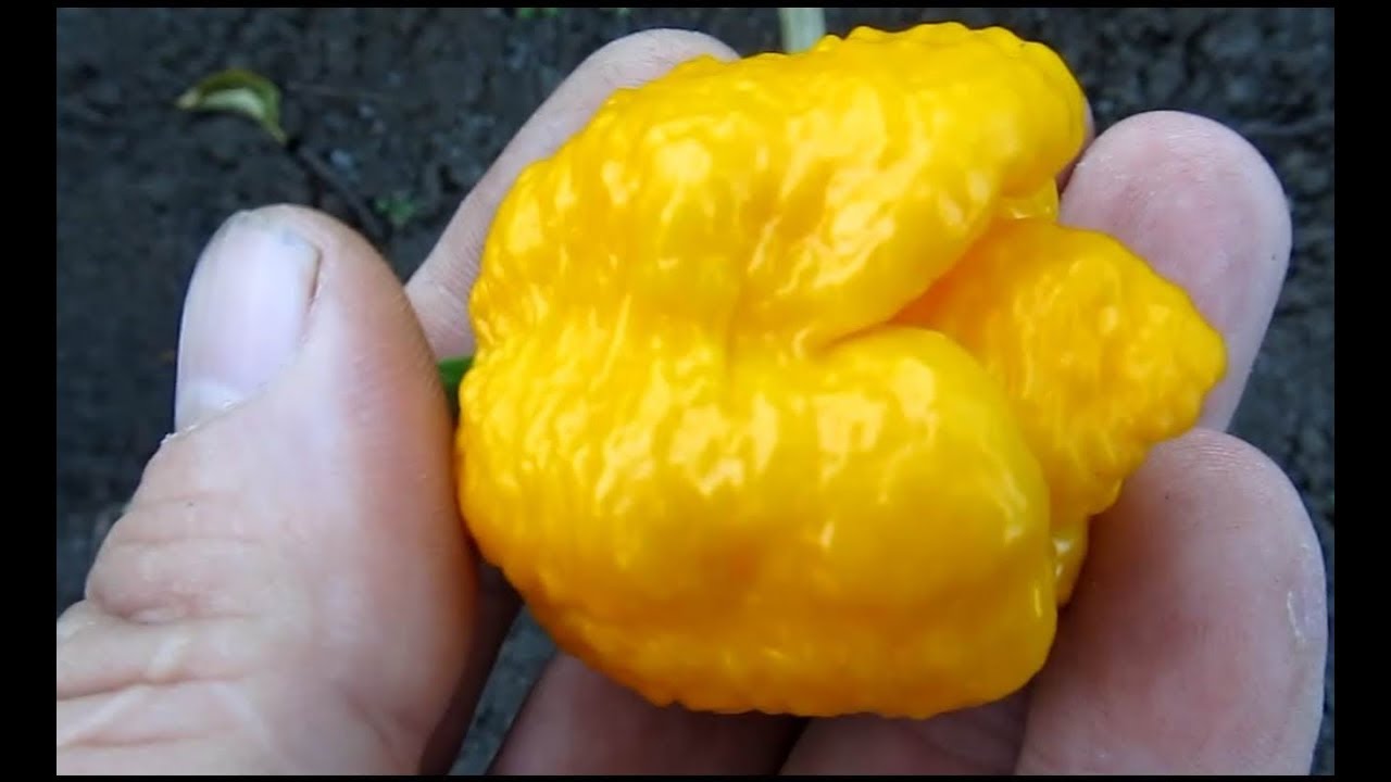 Trinidad Scorpion Moruga Yellow - Тринидад Моруга Скорпион Желтый