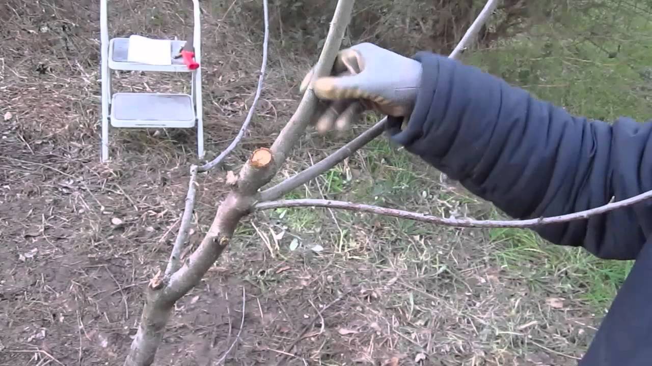 Prune Almond tree