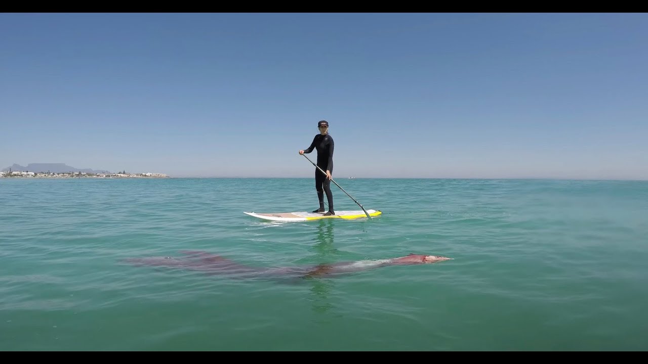 Surfers find an injured GIANT SQUID and something very unexpected happens!