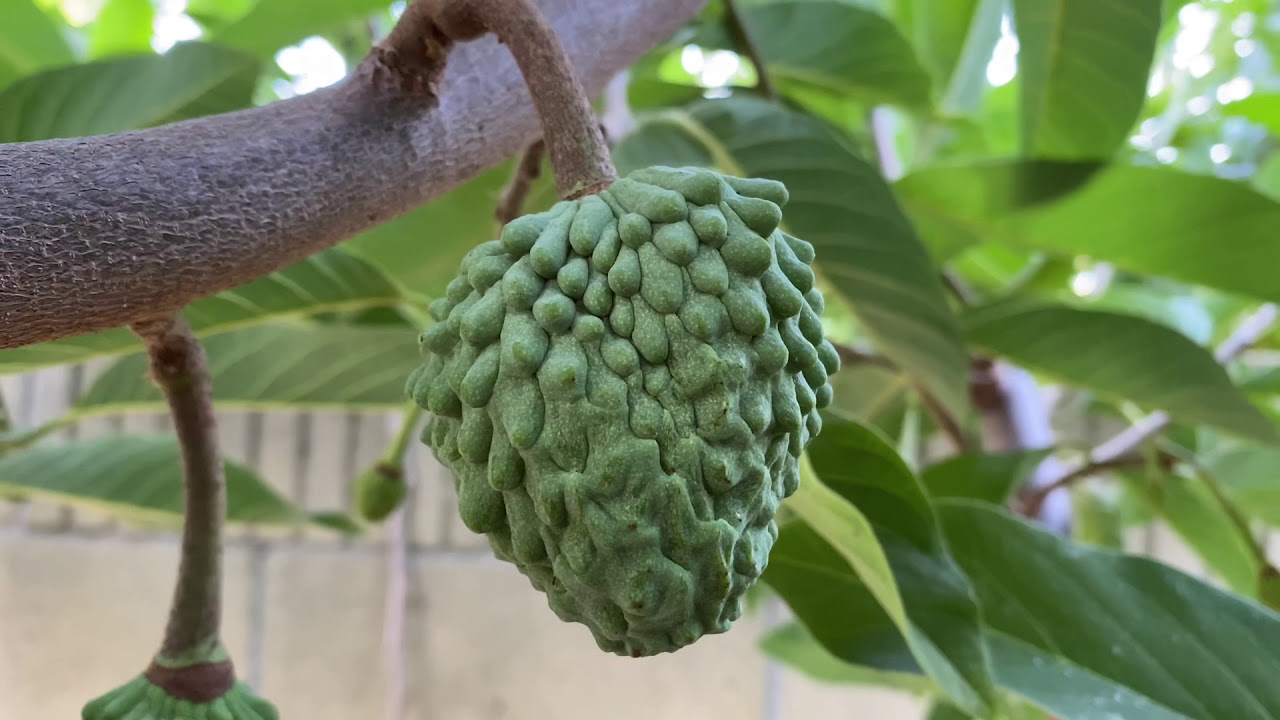 A Complete Garden Walkthrough with Tropical & Exotic Fruit Trees: June 2020 Updates