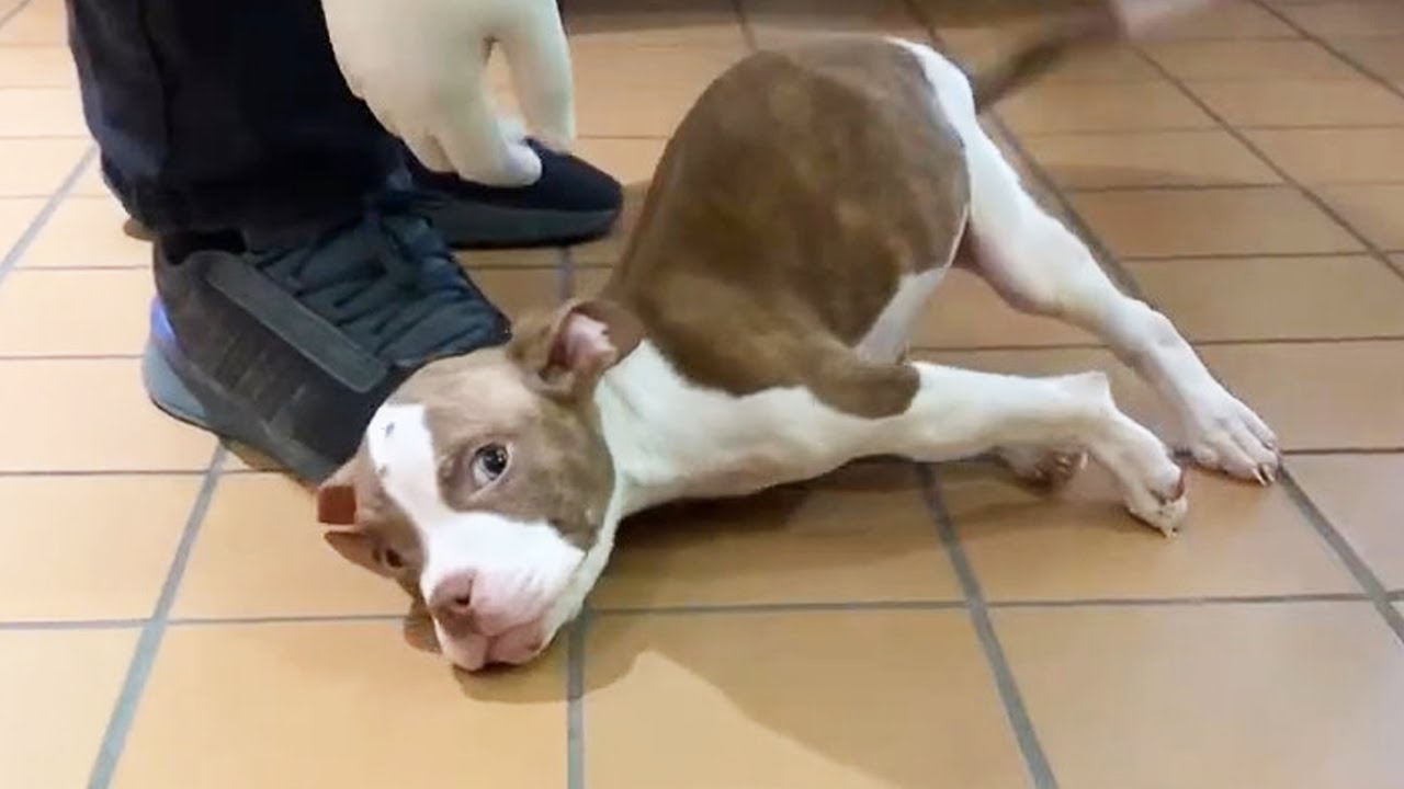 Little Puppy Suffers from Head Trauma Still Wags His Tail