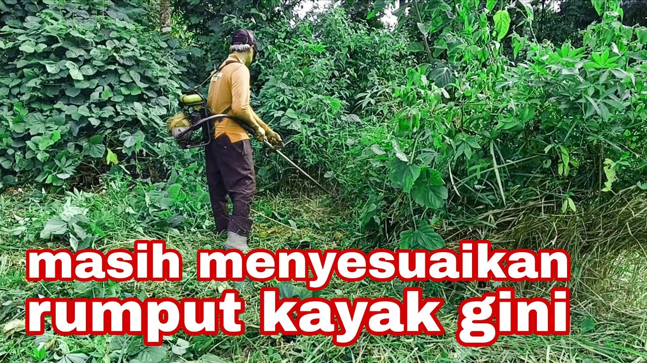 LANJUT POTONG RUMPUT SEMAK MENGUNAKAN MESIN POTONG RUMPUT 2TAK