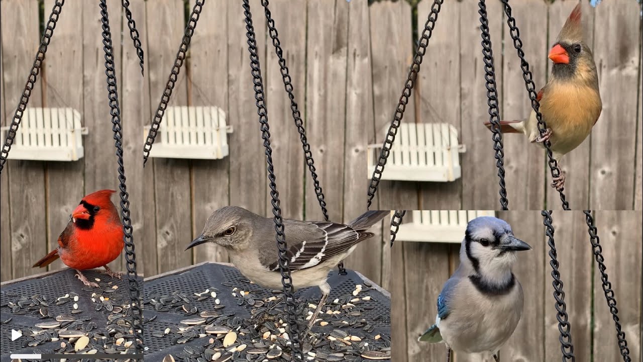 Winter visitors ❄️ Cardinal - Blue Jay - Mockingbird #asmr #birds #naturelovers #stressfree 