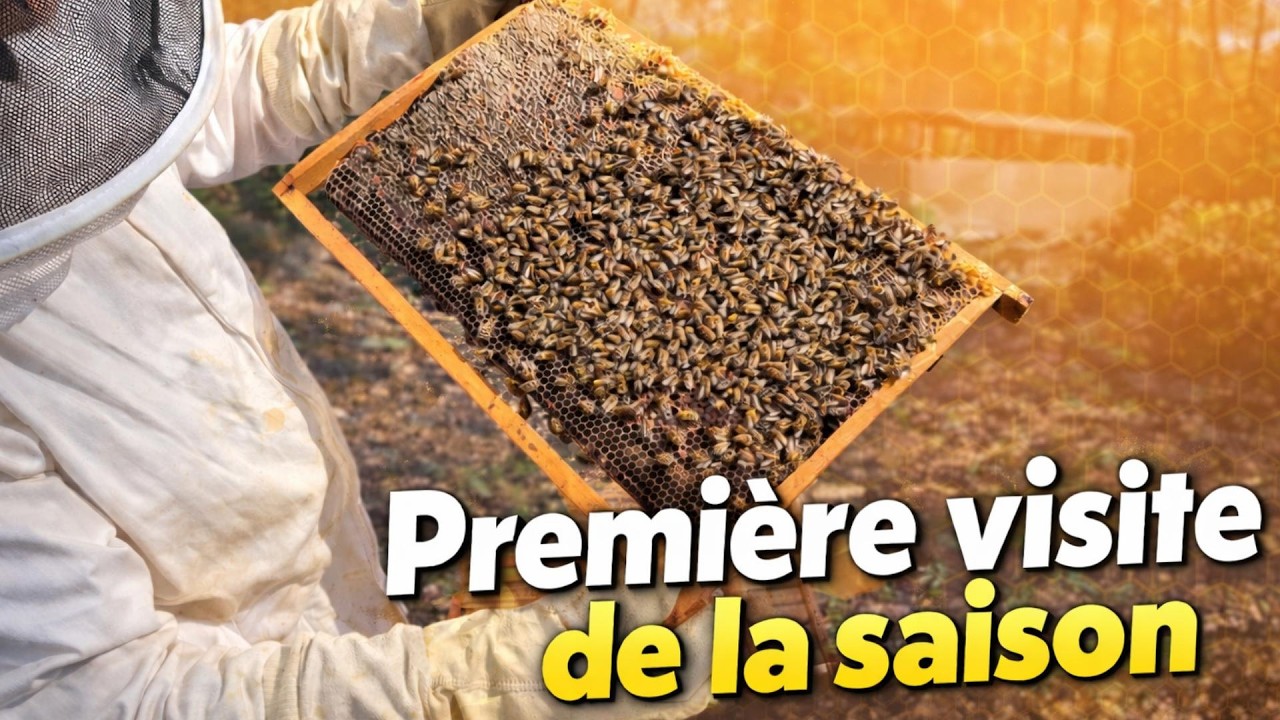 Saison 02 Ep1 Première visite de la saison… Dans quel état est ma ruche ? #apiculture #abeille