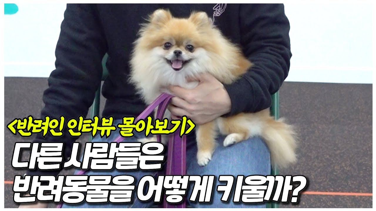 우리 반려동물을 3시간동안 소개합니다 I 반려인 인터뷰 몰아보기