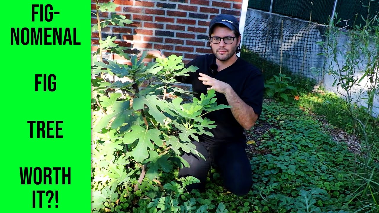 The Fignomenal Fig Tree - Worth It?!
