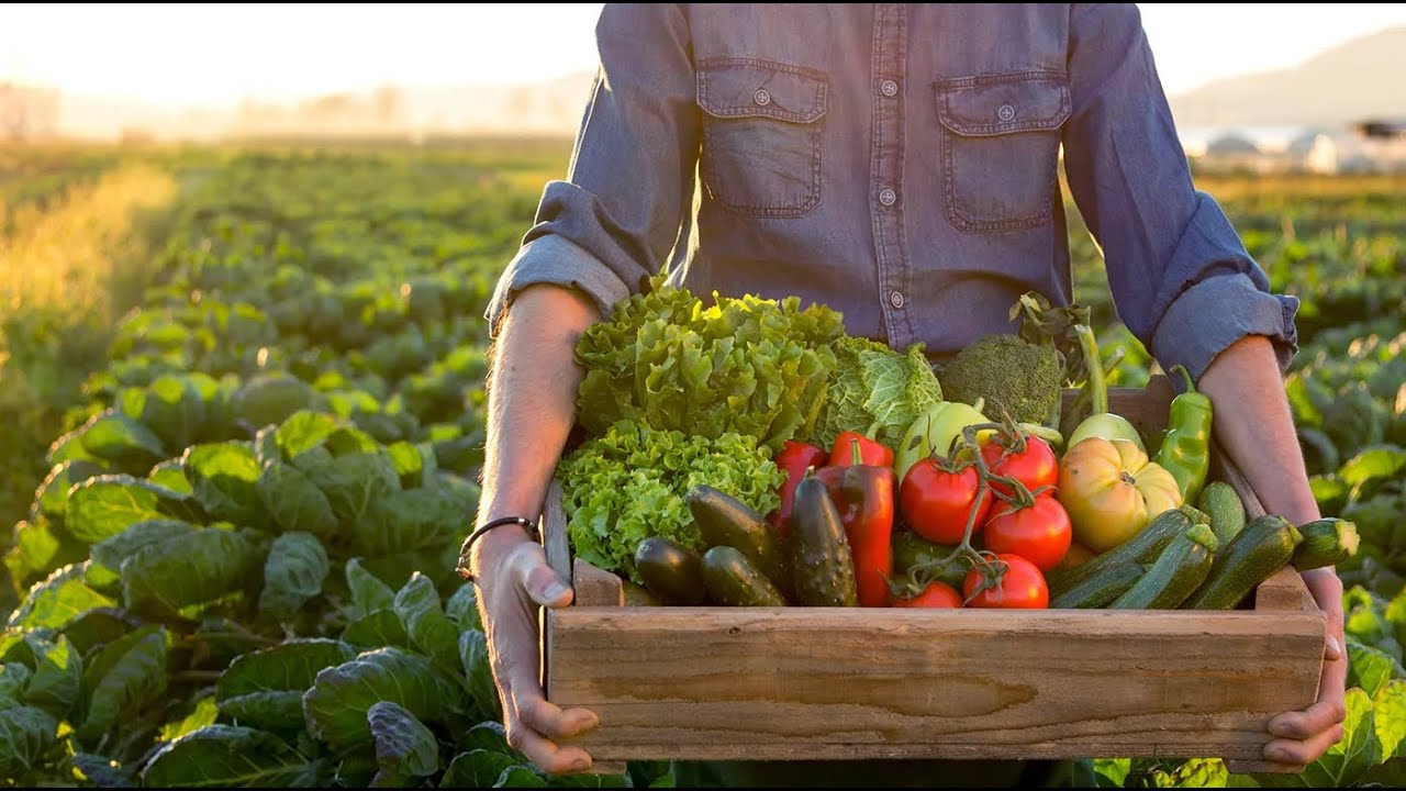 The Dawn of Agriculture: How Farming Shaped Civilization