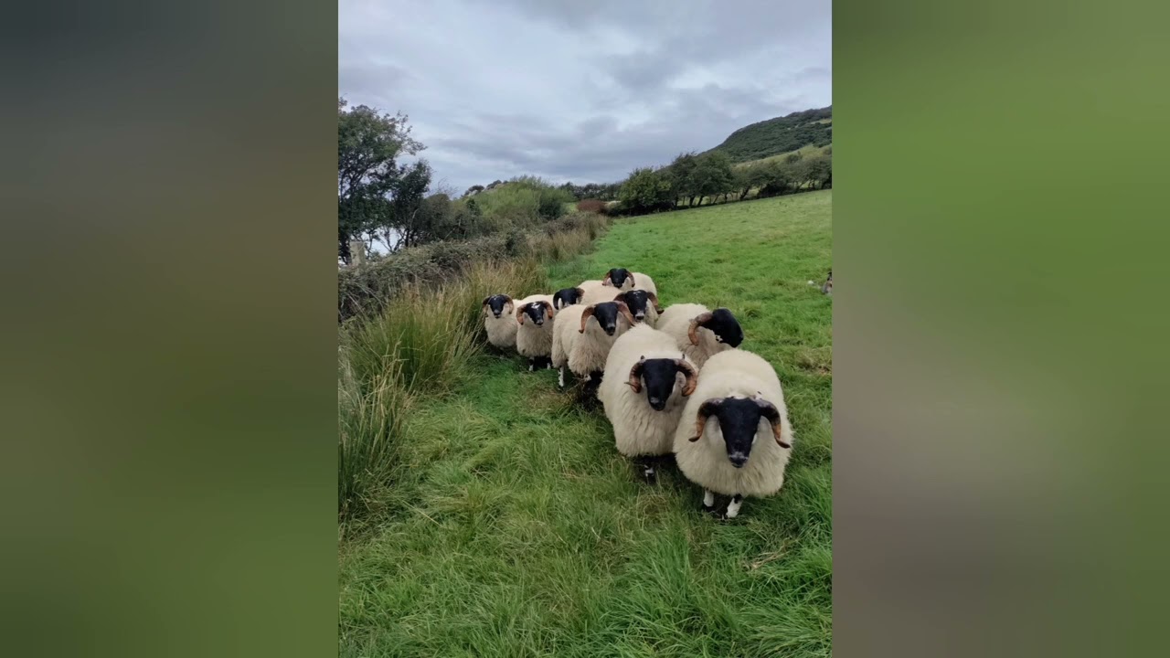Scottish Blackface Ram Lambs