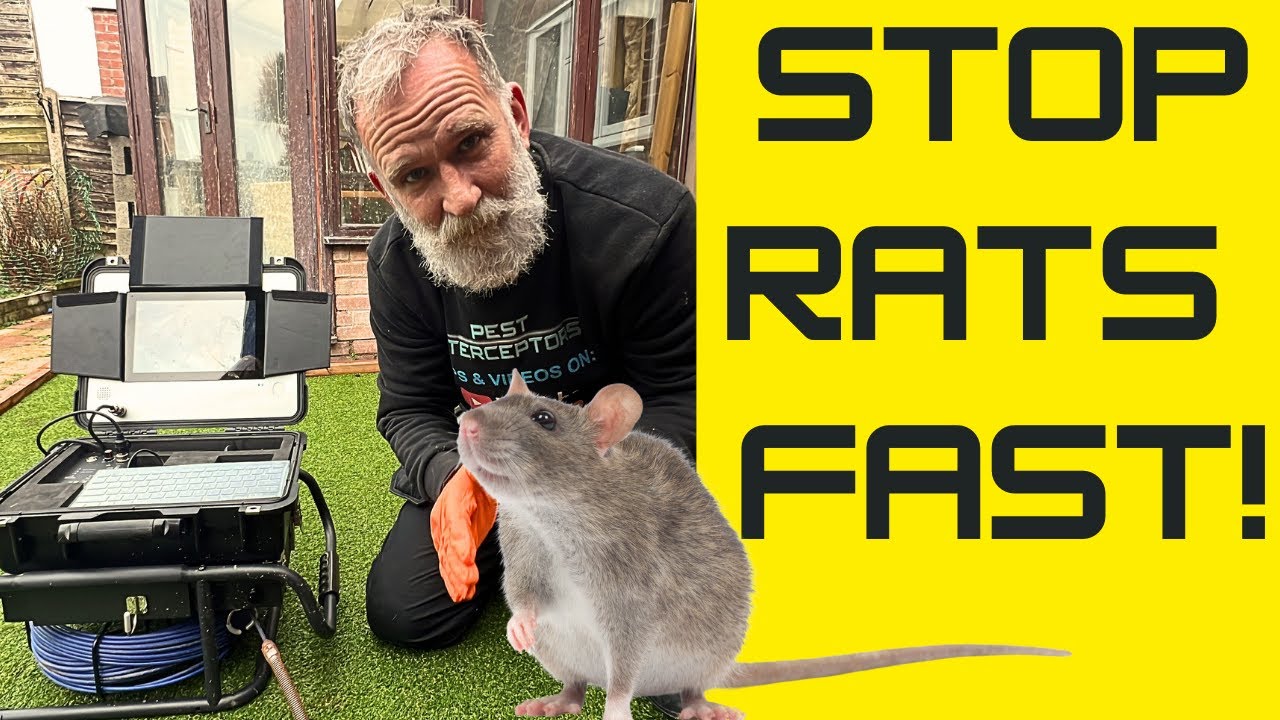 RATS in KITCHEN EXTENSION - Where do they come from? Outside? NO!