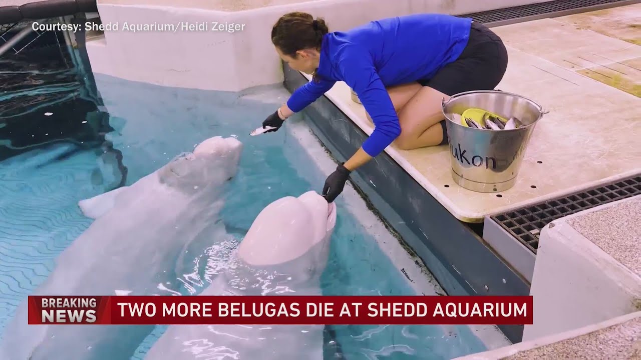 В океанариуме Shedd Aquarium погибли 2 белухи, включая недавно спасенную