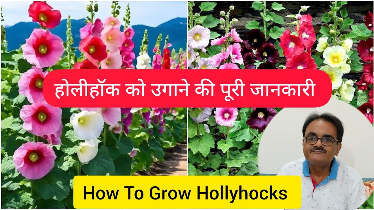 होलीहॉक को उगाने और देखभाल की पूरी जानकारी। Full Knowledge Of Hollyhocks Growing & Care.