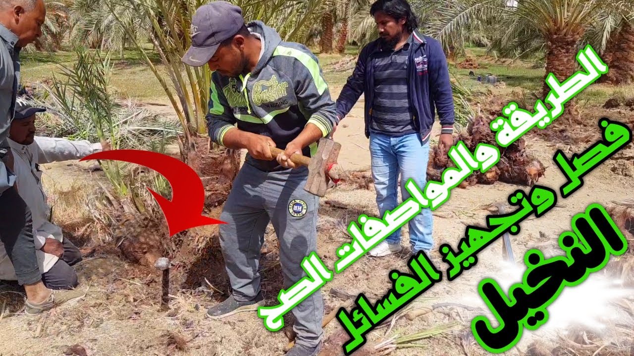 طريقة تجهيز وفصل فسائل النخيل من الأم وتجهيزات  الزراعة وأهم مواصفات الفسيلة الجيدة | الفديو الكامل