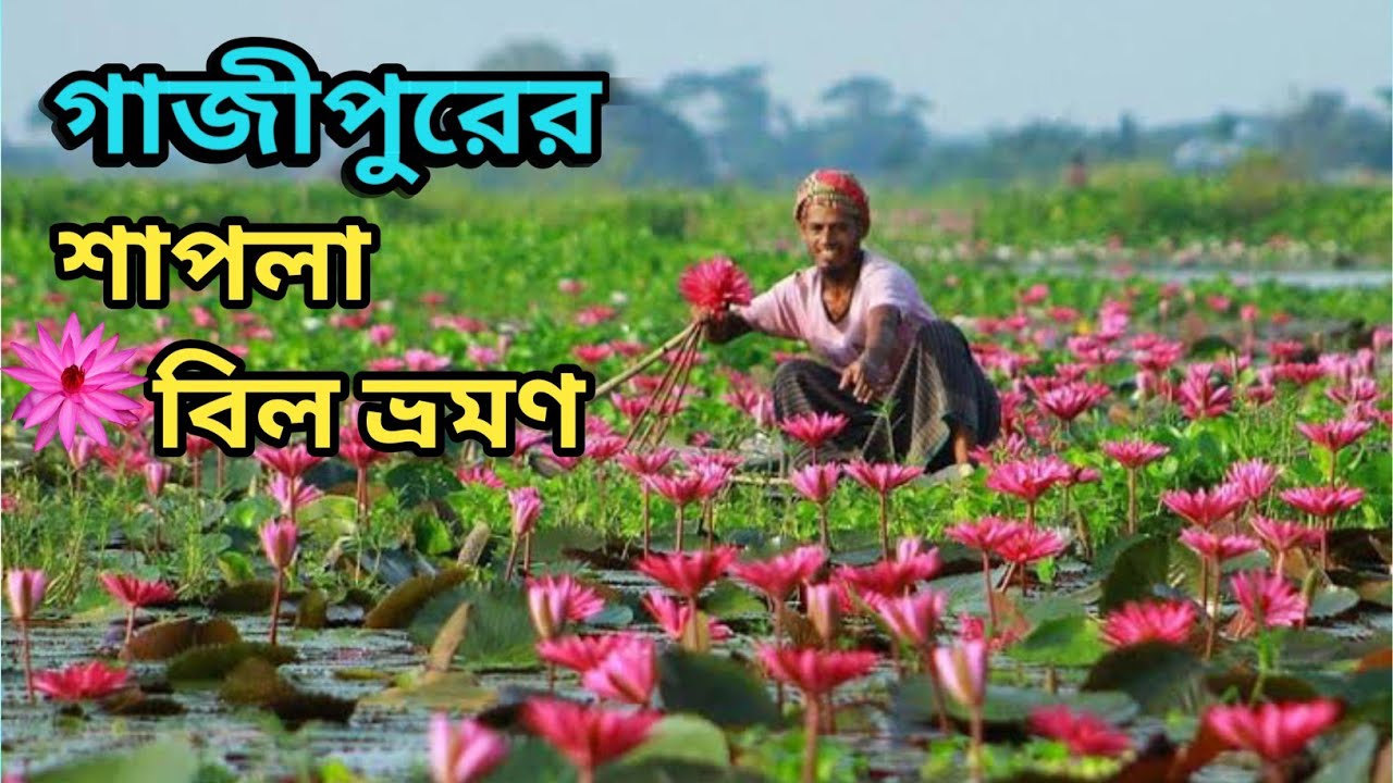 শাপলা বিল কাপাসিয়া গাজীপুর। #শাপলা_বিল #বাংলাদেশ_প্রকৃতি 