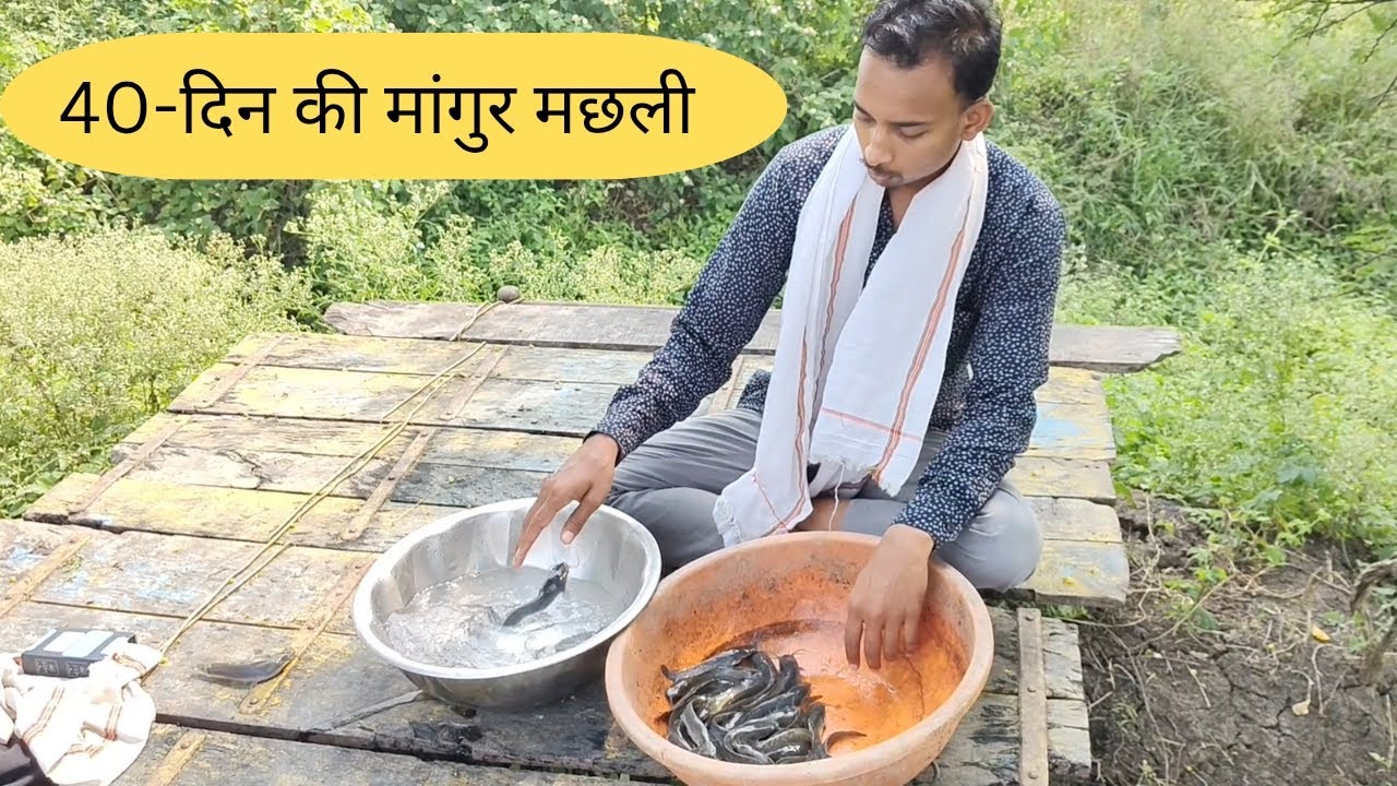 Catfish growth | मांगुर मछलीपालन | 