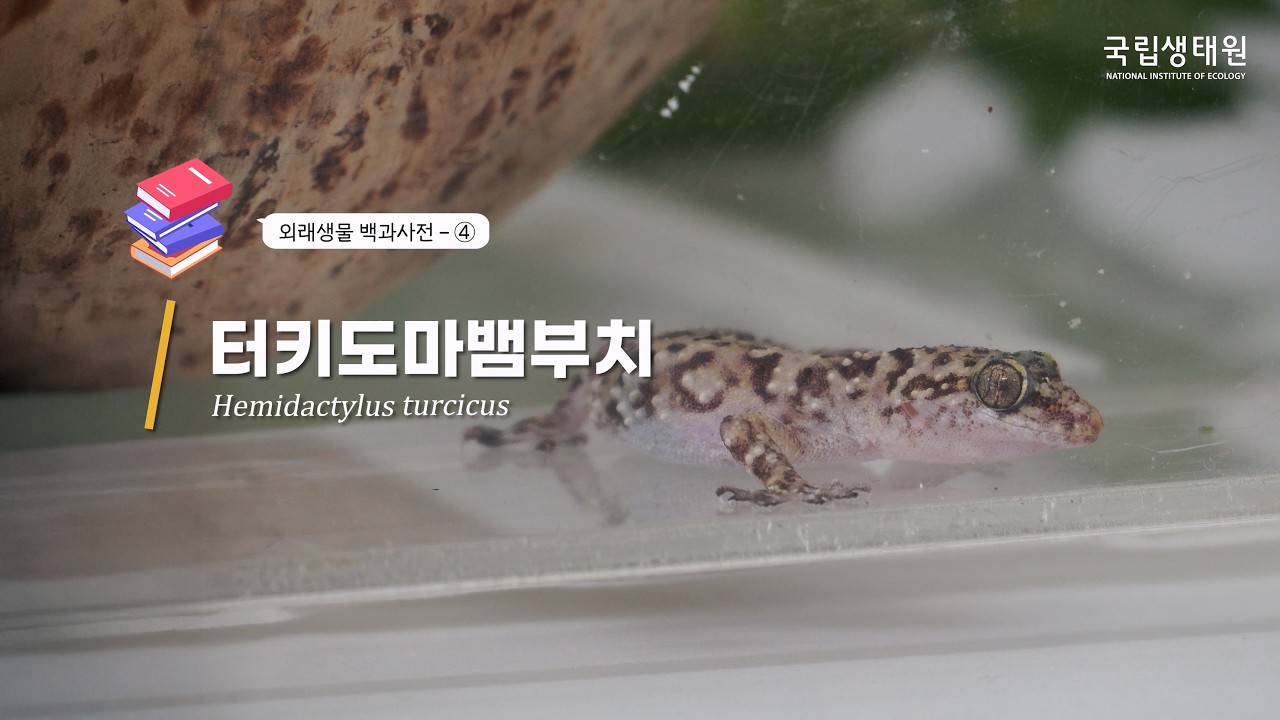[국립생태원] 고양이도 감염될 수 있다? 평택에 나타난 '외래도마뱀'의 정체