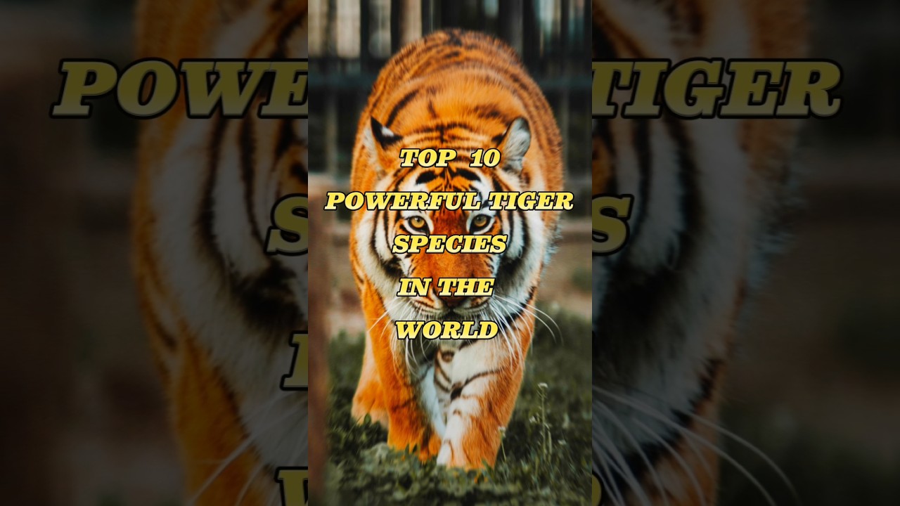 Top 10 Powerful Tigers Species In The World 🐅🐯🌏#tiger #tigerspe #goldentigers #tigeress #hungrytiger