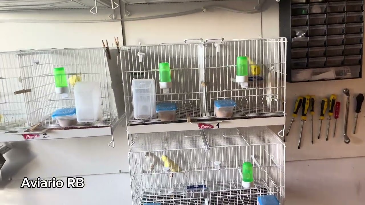 Me pilla el toro y se encelan antes de terminar los tratamientos !!