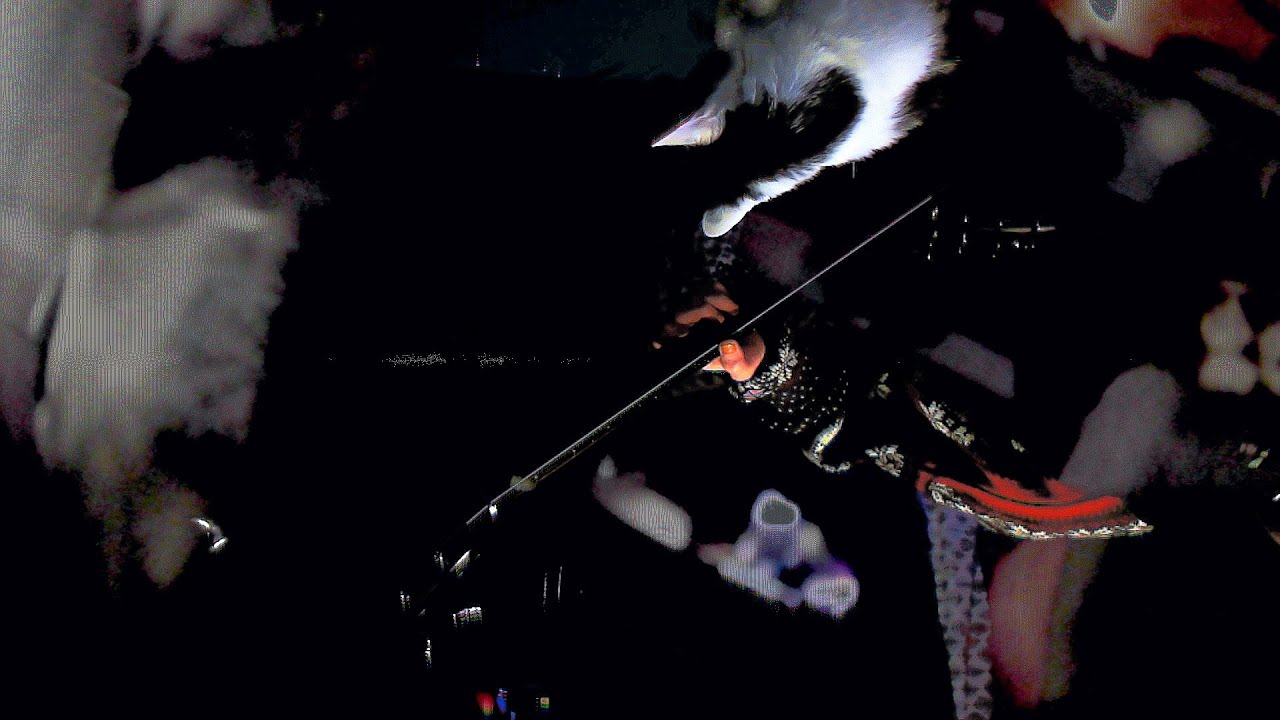 Bass Live Musaltharsis