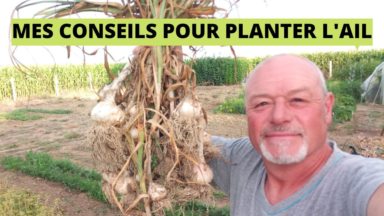 Comment planter l' ail ( je vous présente ma récolte)    how to plant garlic in the garden