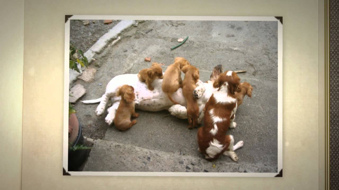 Elevage George-Pierre André de chiots Cavalier King Charles à Plouha dans les Côtes d'Armor (22)
