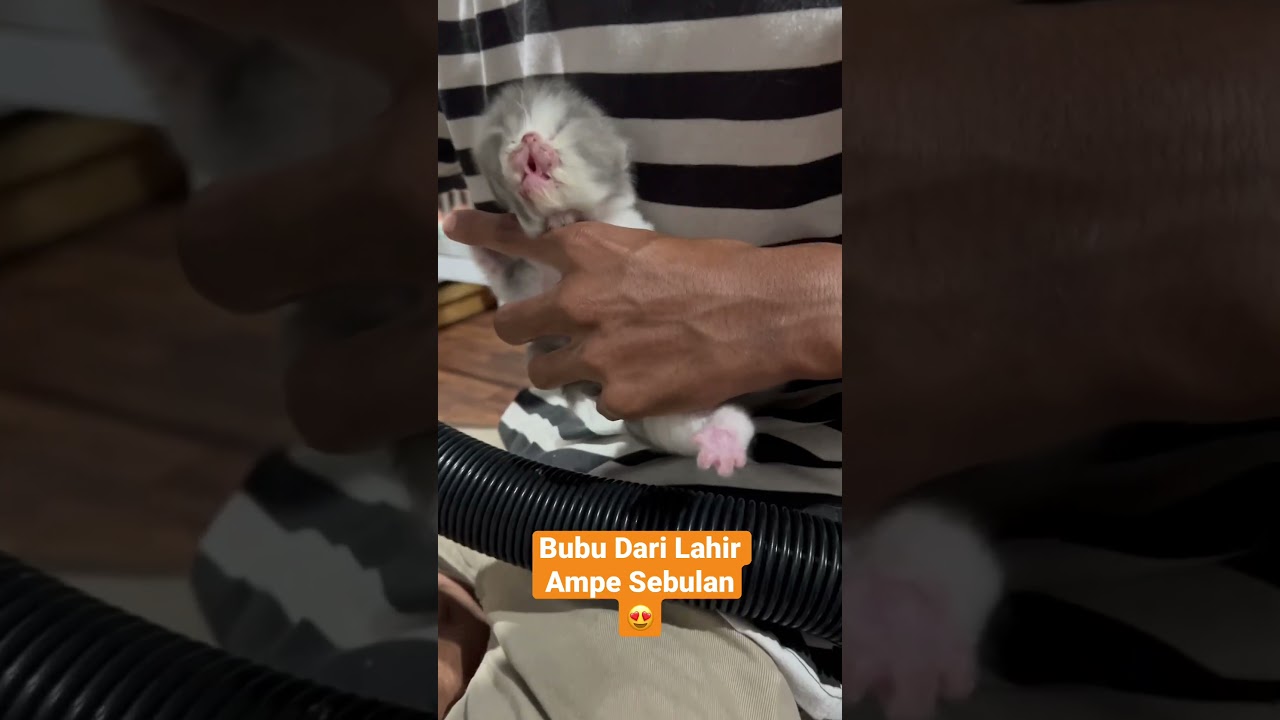 Kucing Persia Peaknose Usia 1 Sampai 30 Hari (1 Bulan) 