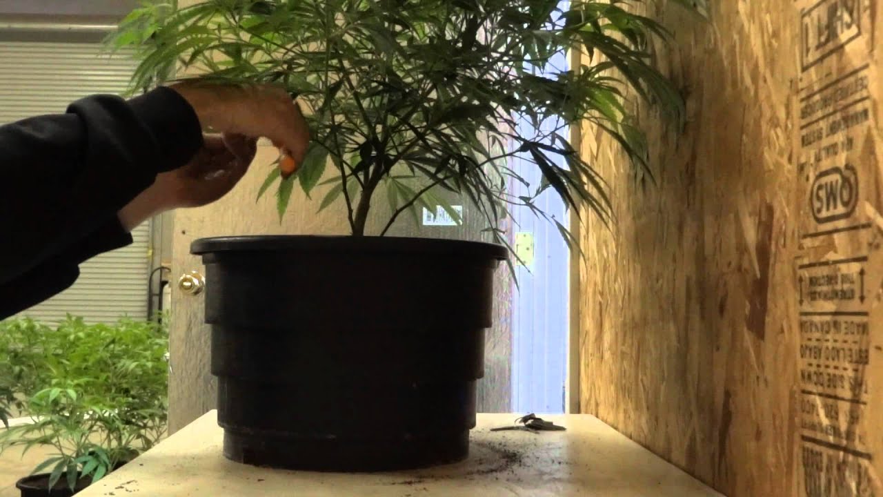 Room B -  Green Crack Cannabis Grow - Part 4