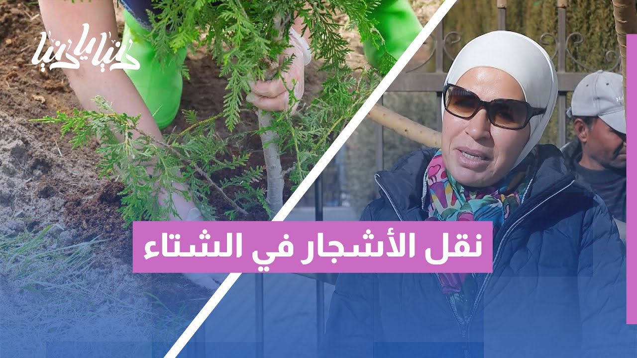 من الجذور إلى التربة الجديدة 🌱 | أسرار نقل الأشجار في فصل الشتاء