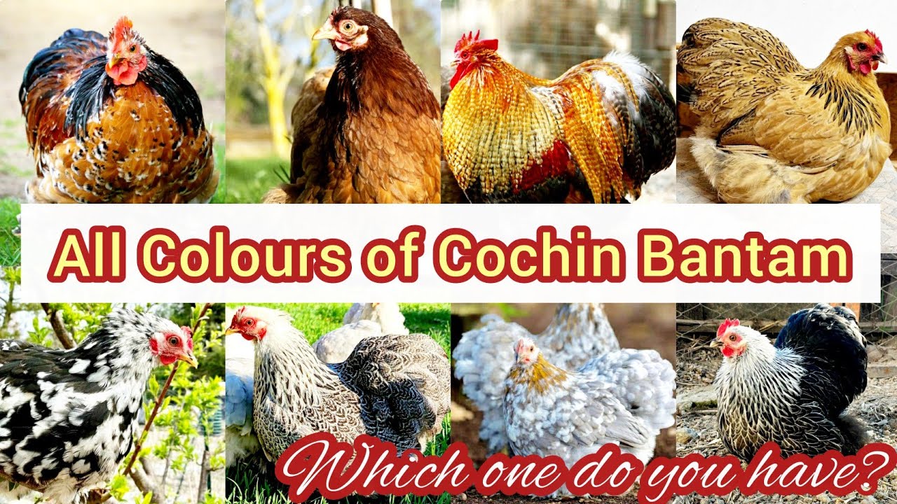 16 Different Colors of Cochin Bantam Chickens || Types of Cochin Bantam Chicken Breeds