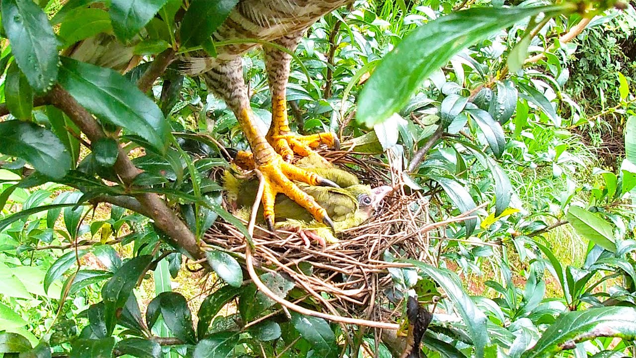 Eagle attacked a nest of birds老鹰爪子有多厉害？2只小鸟被按得毫无反抗之力