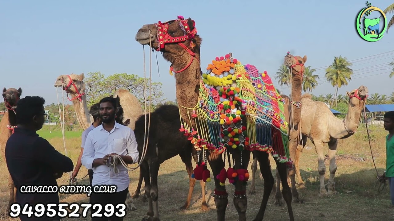 ഒട്ടകങ്ങൾ വില്പനക്ക് പാലക്കാട്‌ തത്തമംഗലം ഫാമിൽ|camels for sale in kerala|cavalloridingclub palakkad
