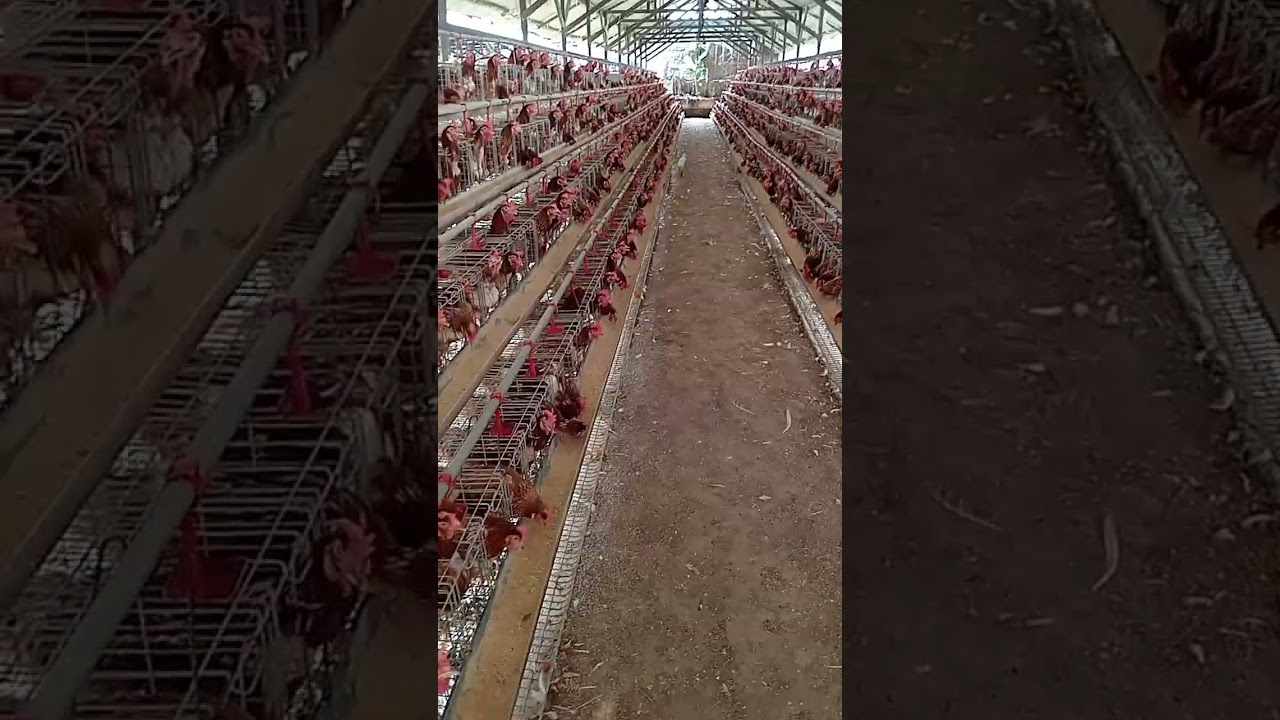 Dari kandang DOC, PULET,  PRODUKSI 