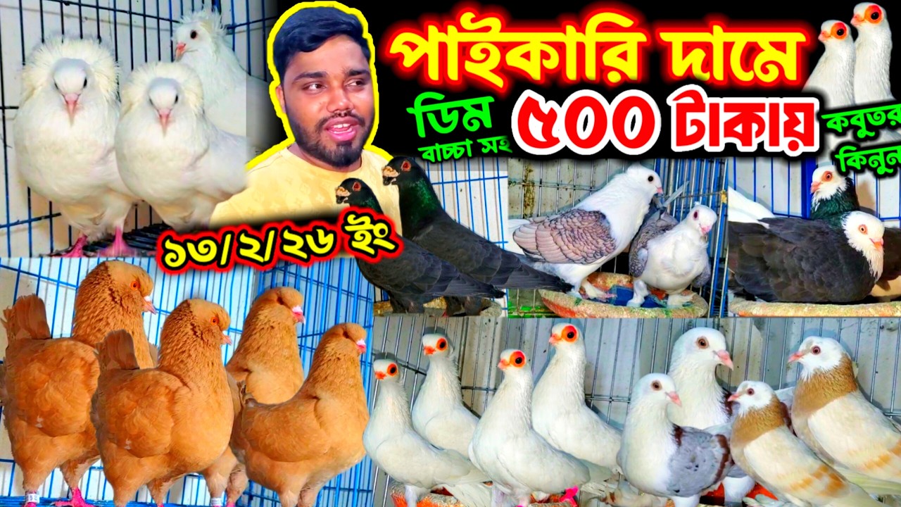 কমদামে ভালো মানের কবুতর কিনুন | ১০০% ডিম বাচ্চা গ্যারান্টি সহ কবুতর কিনুন খামার থেকে | পাইকারি দামে