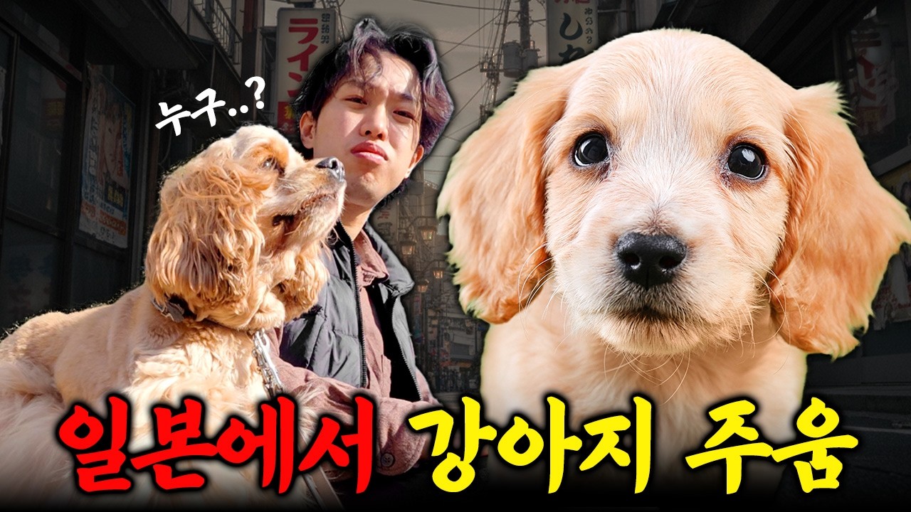 일본 여행 중 강아지를 주웠습니다