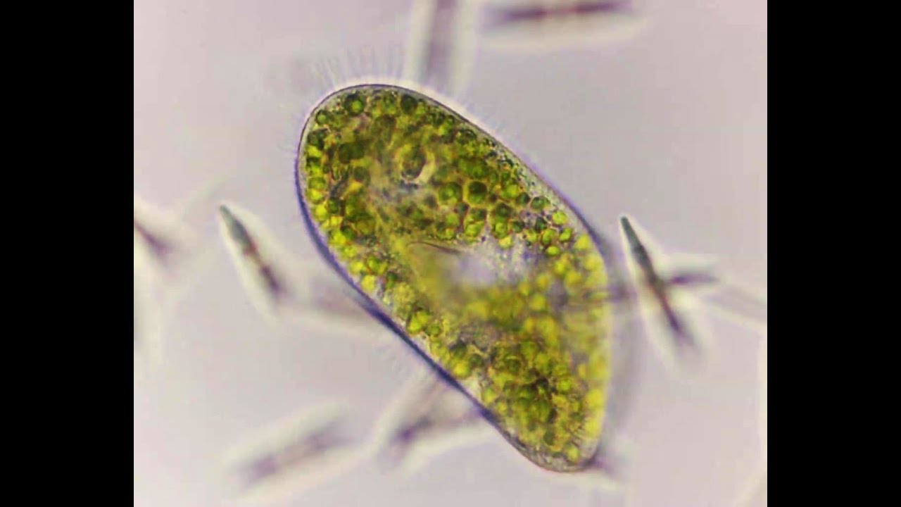 Mixotrophy: Holophyra and Chlorella