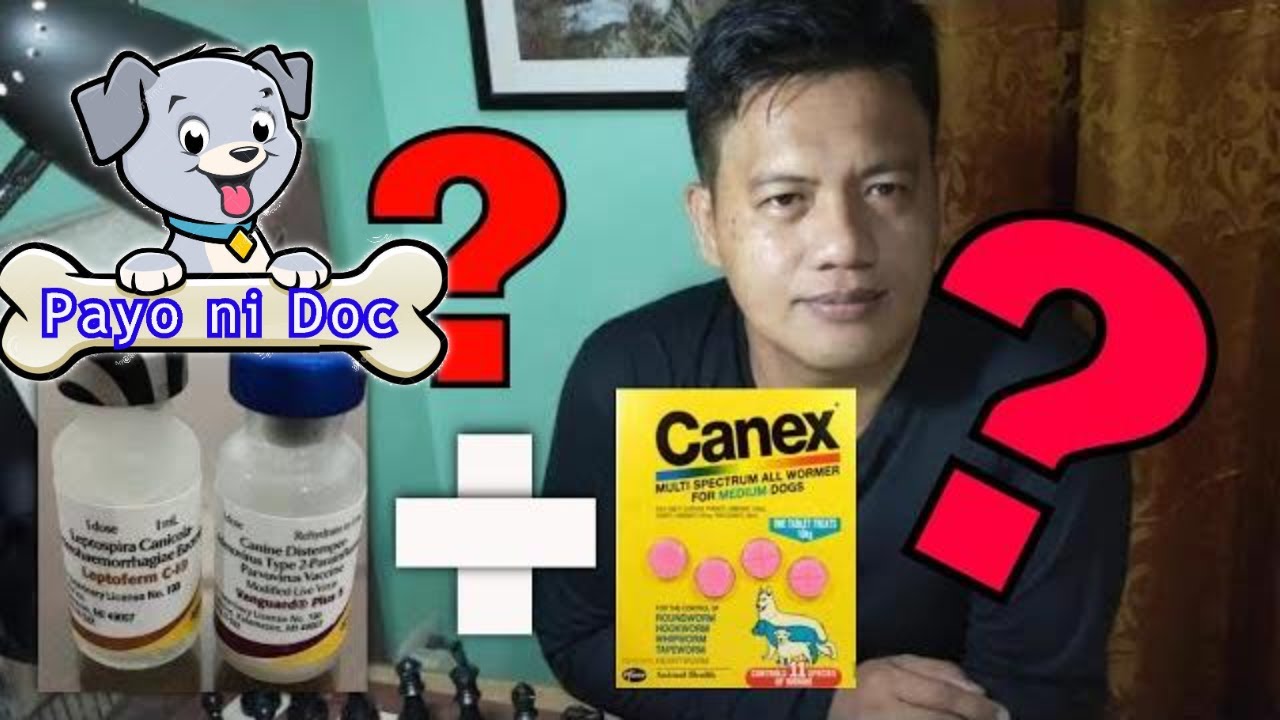 Pwede bang pagsabayin ang 5 in 1 at Deworming o Purga ? ~ Veterinarian in the Philippines