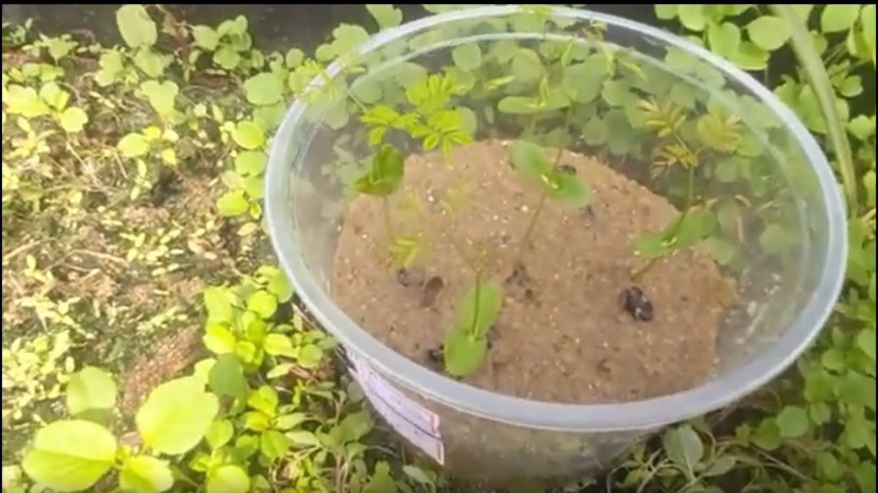 Gel de Plantio HIDROSILO GERM - PAU FERRO   - Saiba germinar e fazer mudas