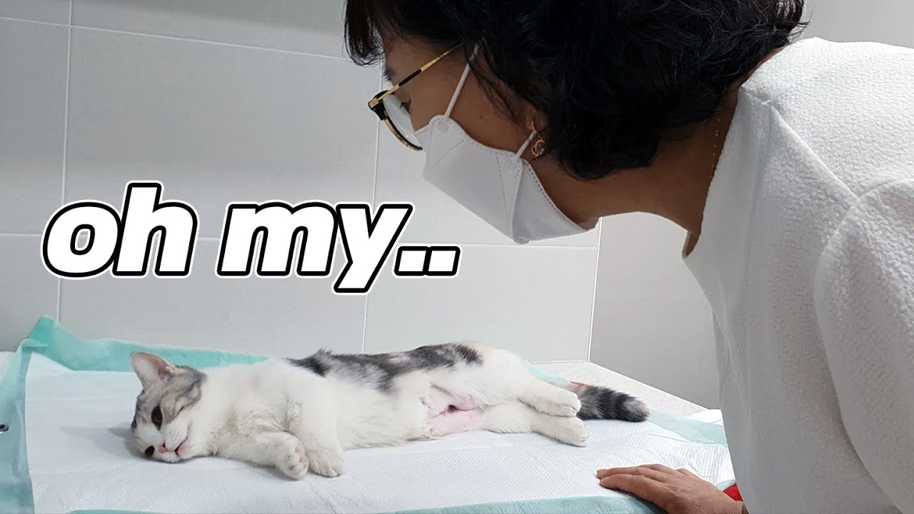 My Mom's Reaction to My Cat's Big Surgery // 고양이가 큰 수술 했을 때 엄마의 반응