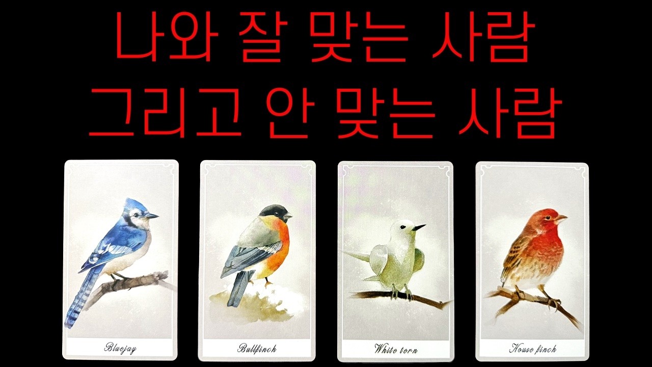 [✨타로]