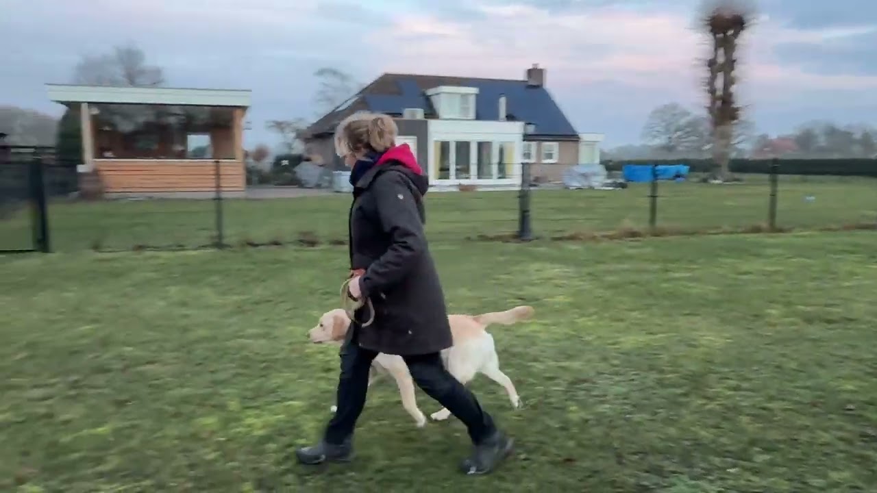 Jonge hond: wandelen zonder trekken