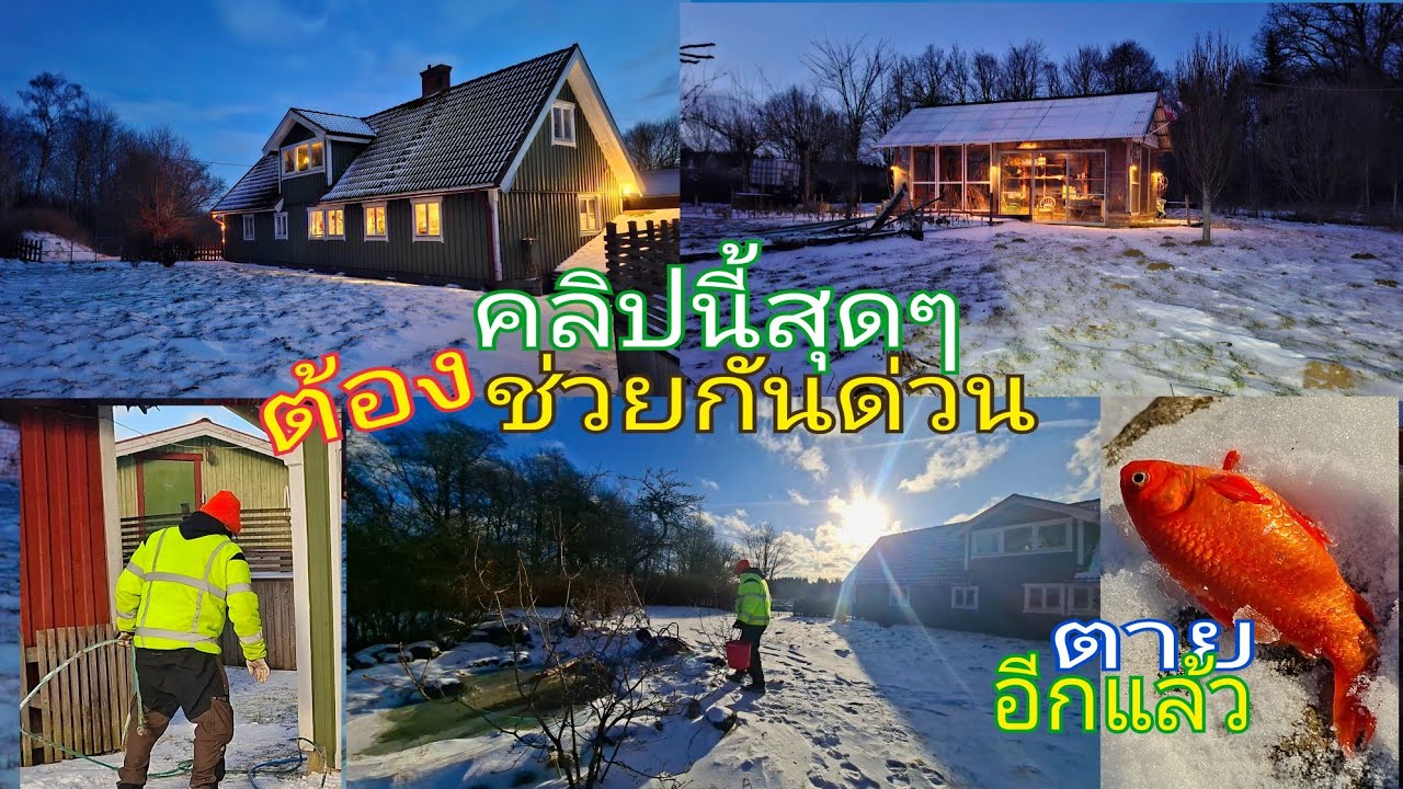 คลิปนี้อุปสรรคมากมาย🥹คุณแรมโบ้ต้องเข้ามาช่วยด่วน พายุหิมะก็มาปลาก็ตายน้ำก็ไม่ไหล โอ๊ยหัวจะปวด