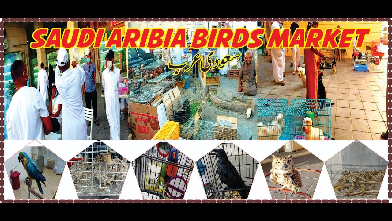 Riyadh Birds Market in Saudi Arabia | Exotic Birds Market | Open Farming