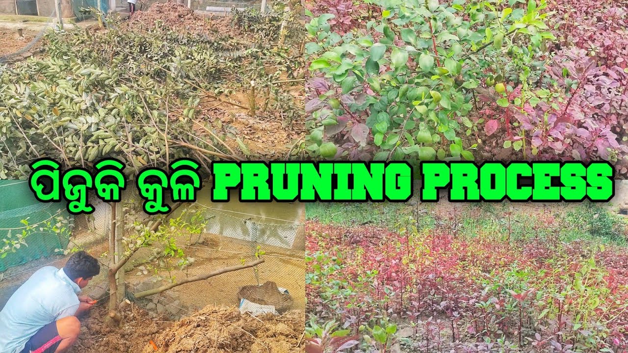 ପିଜୁଳି କୁଳି Pruning Process || Apple Beer And Guava Tree Pruning Process 