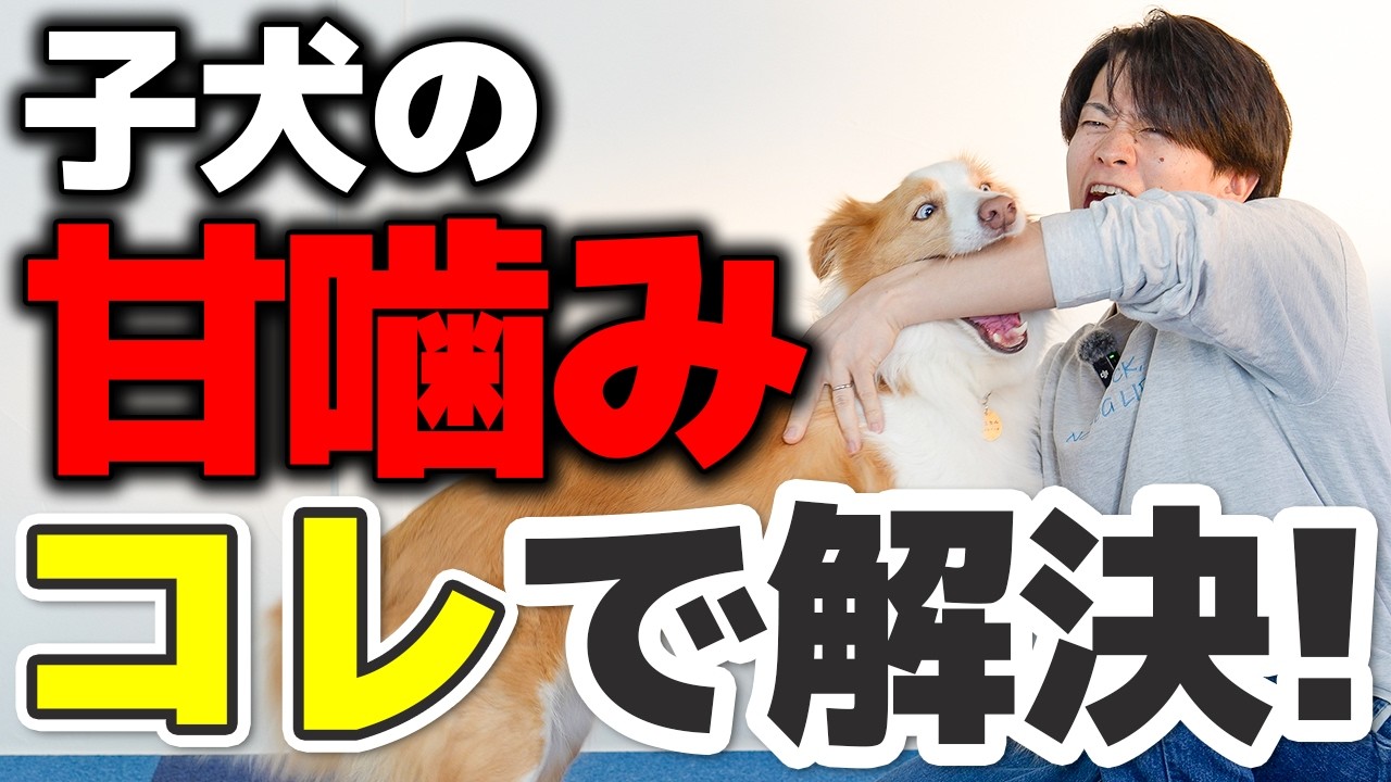 【保存版】犬の甘噛み“本当にやるべき対策”｜噛まれた時の正しい反応とNG行動を大解説します！【犬のしつけ】