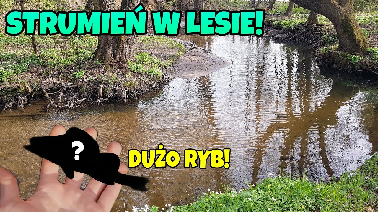 MEGA ŁOWIENIE RYB W LEŚNYM STRUMYKU! *dużo ryb* | wędkarstwo 2021