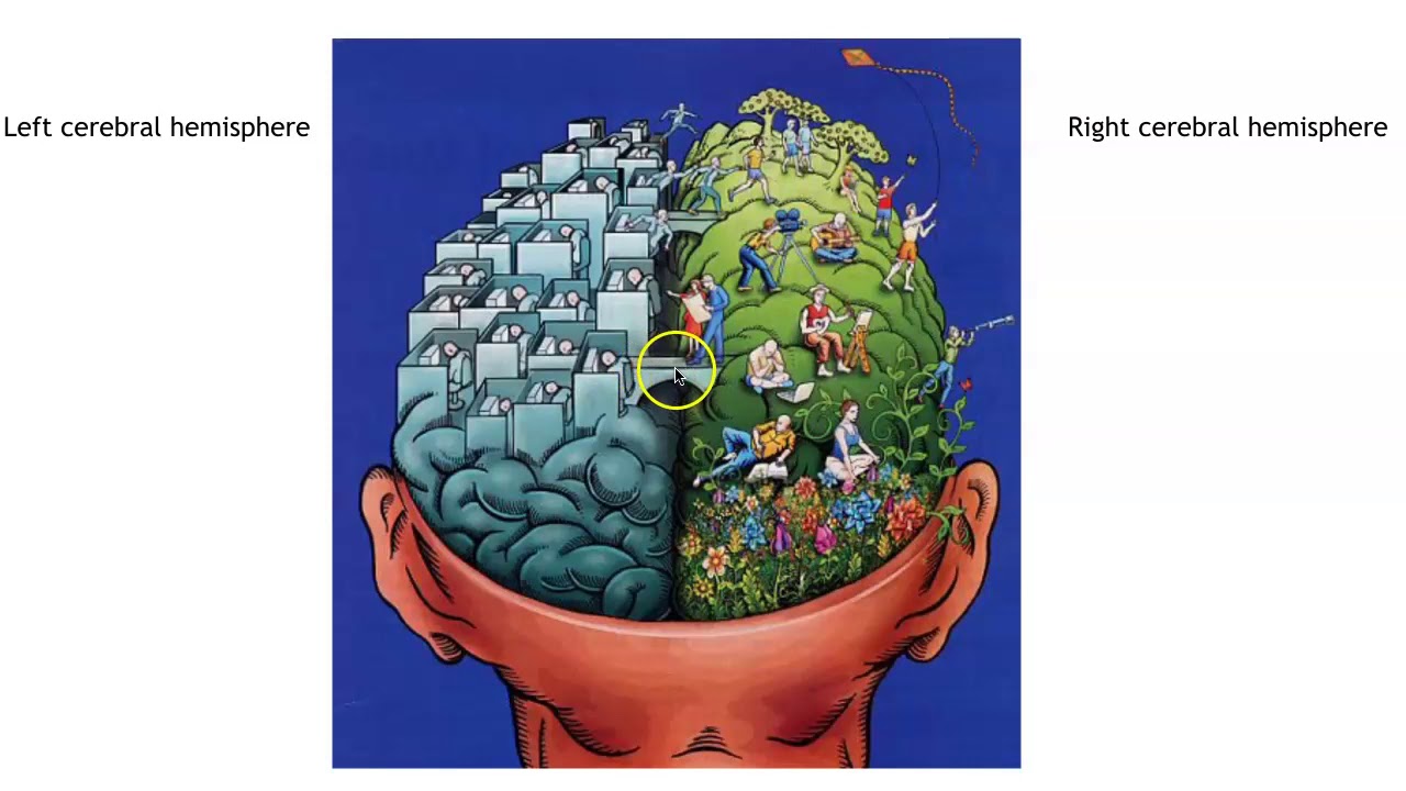 Brain Part 1 - the Cerebrum