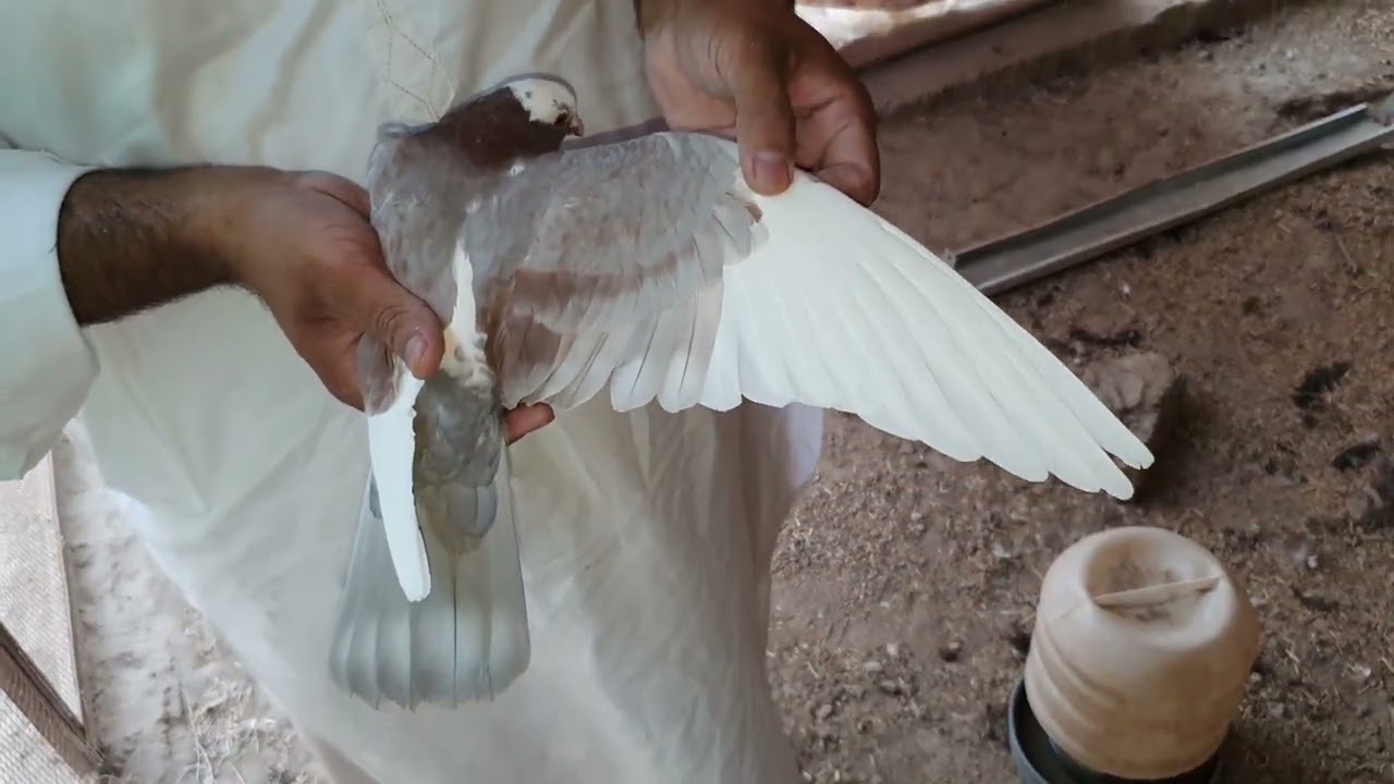 Indian dobaz high flying pigeon