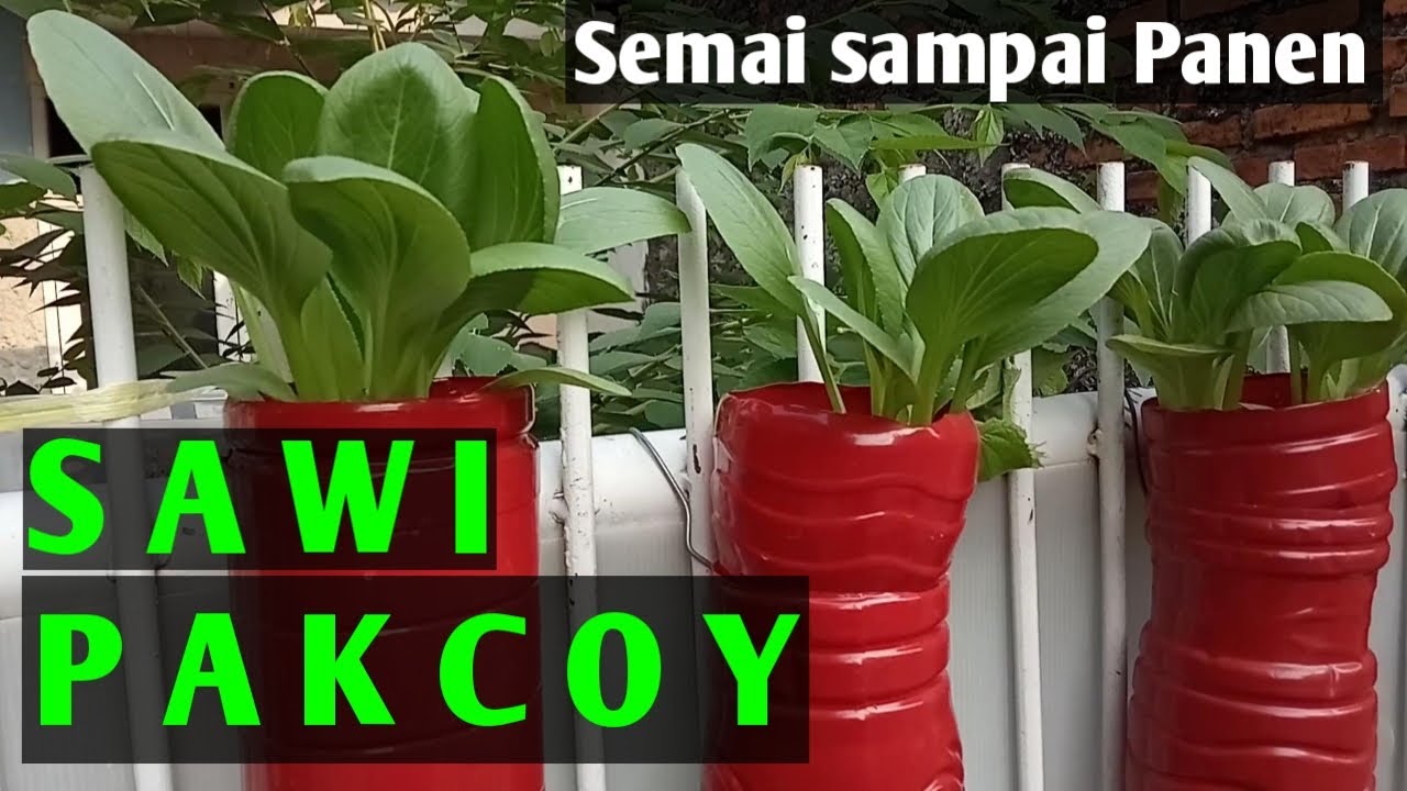 Pakcoy Hidroponik Sederhana - Semai sampai Panen