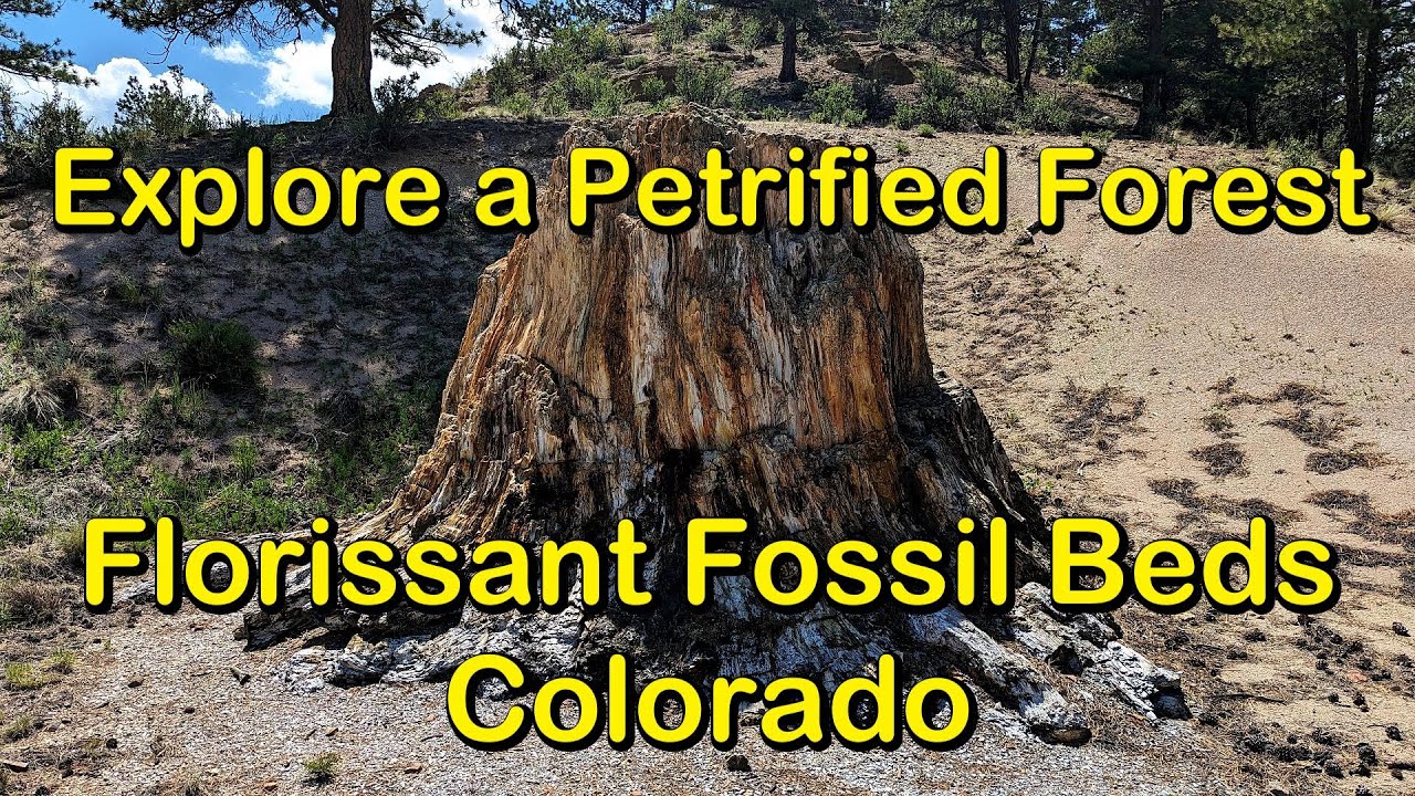 Exploring Florissant Fossil Beds, Florissant, Colorado | Petrified Redwood Forests |