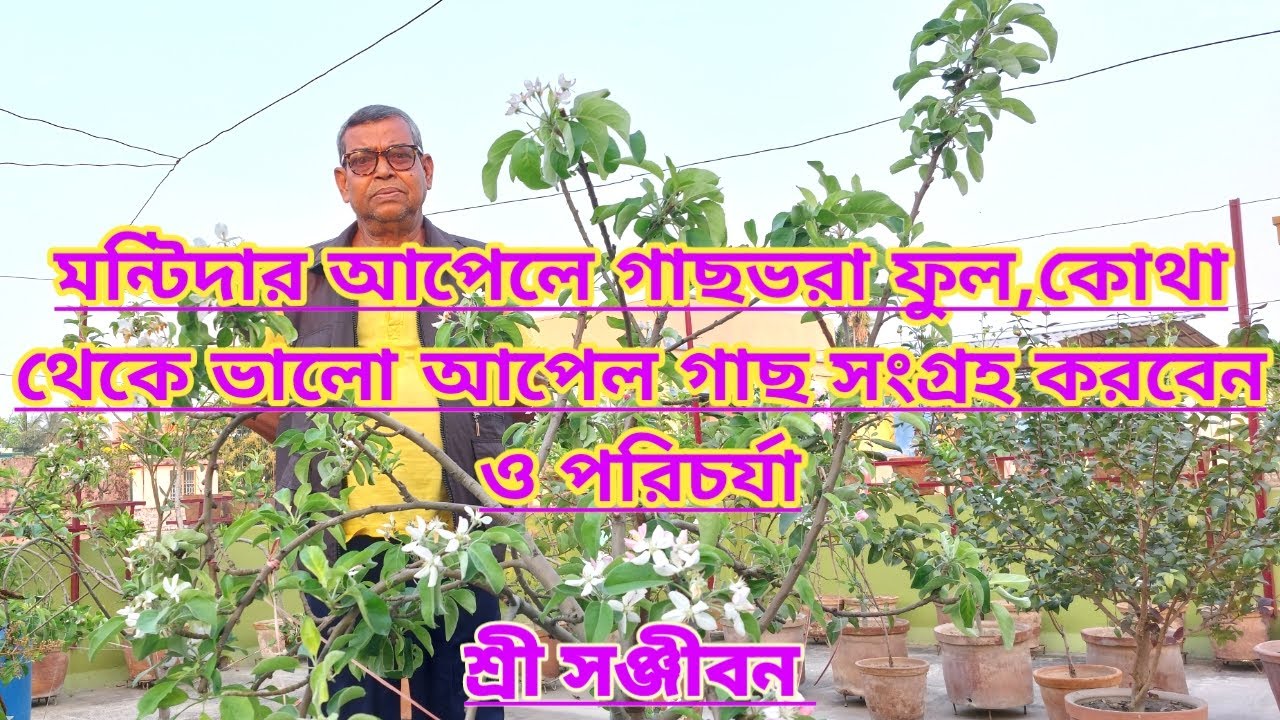 মন্টিদার আপেল গাছে ভরা ফুল ও আপেল গাছের A to Z পরিচর্যা||Manti Da Apple Care Tips||Shree Sanjiban||