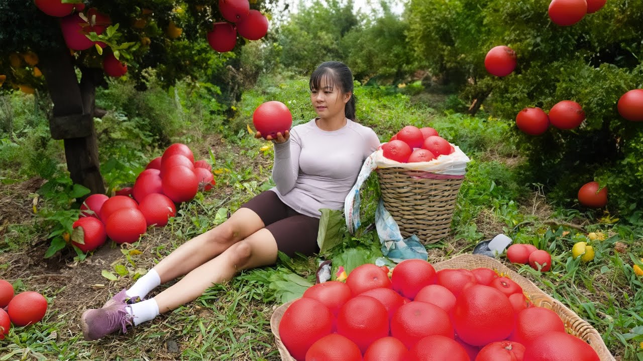 Harvesting Grapefruit Goes To Market Sell - Take care animals in farm | Tiểu Vân Daily Life
